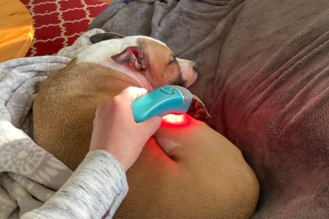 A brown and white dog sleeps comfortably as a woman administers red light therapy with the MedcoVet Luma device.