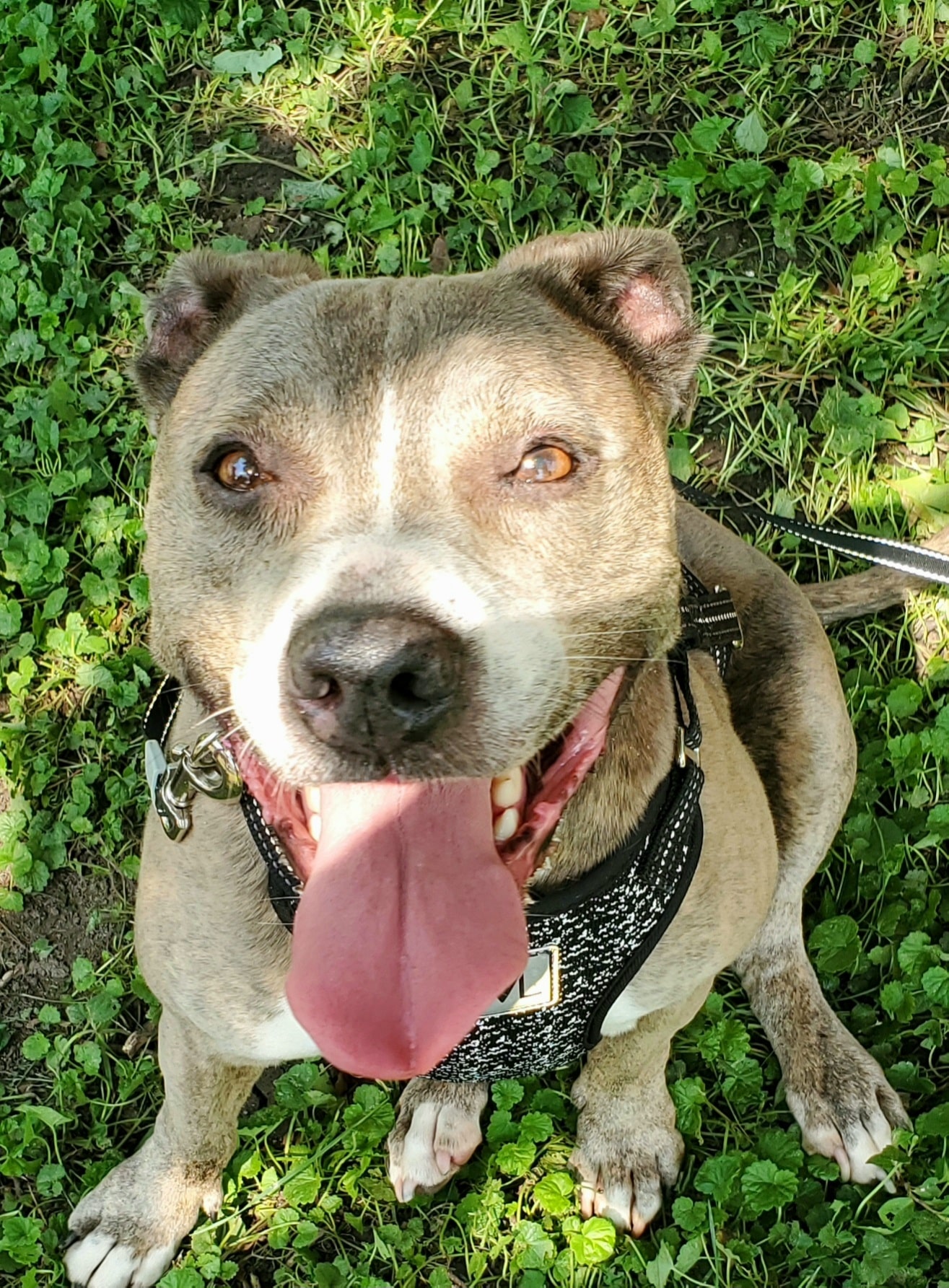 MAGGIE