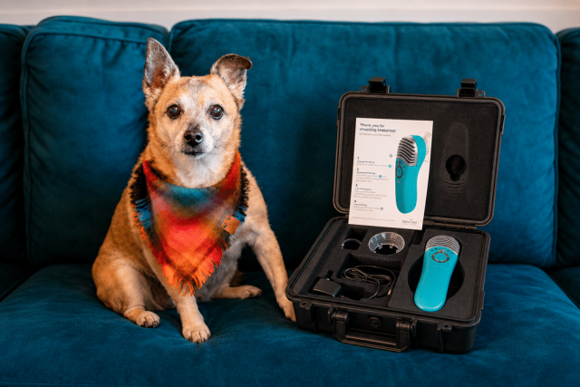 A senior chihuahua sits beside an open box containing the MedcoVet Luma device and accessories.