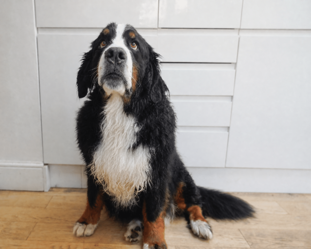 A Bernese Mountain Dog looks sadly up at the camera.