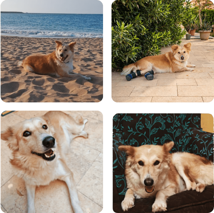 Mogha Update