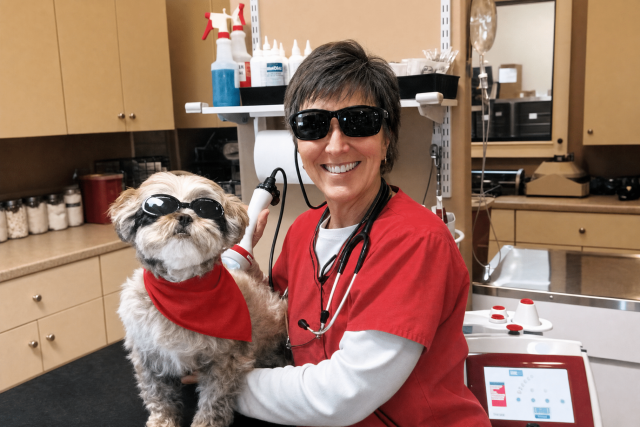 A veterinarian administers laser therapy on a small brown dog in a clinic setting.
