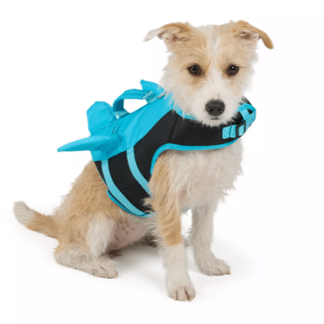 Tan and white shaggy dog wearing a shark life vest from Petsmart