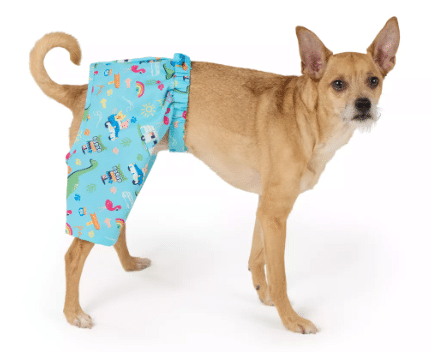 A tan scruffy dog is wearing blue dino print swim trunks from Petsmart