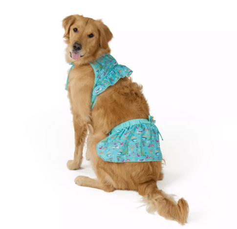 A golden retriever dog wears a frilly blue dino print bikini from Petsmart