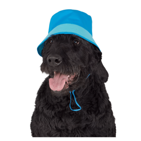 A black labrador wears a blue bucket hat from Petsmart
