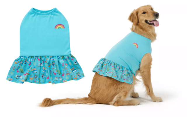 A golden retriever dog wears an aqua blue dress with a small rainbow by the shoulder and a frilly dino print skirt from Petsmart