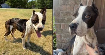 PetWireDaily — How Our Hero VIP Club Members Helped Transform Vincent’s Life Forever