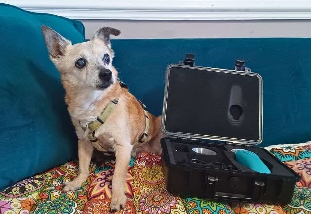 An old chihuahua sits next to the MedcoVet Luma device and accessories box.