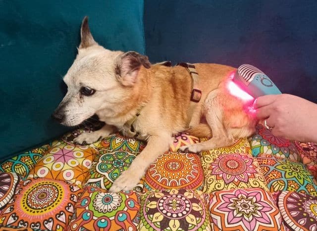 An old chihuahua lies on a colorful couch cover as he undergoes red light therapy with the MedcoVet Luma.