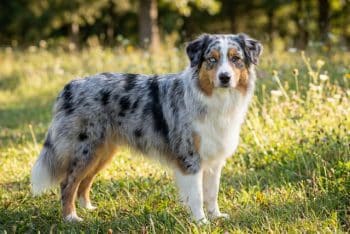 Australian Shepherd with blue merle coat and expressive eyebrow markings
