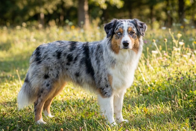 Australian Shepherd with blue merle coat and expressive eyebrow markings