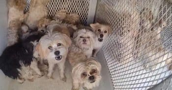 PetWireDaily — Police Recover 77 Dogs From RV in Shocking Animal Welfare Case