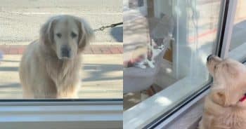 Cat Rescue Window