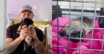 PetWireDaily — Small But Mighty Pup Steals All The Hearts On His Rescue Day