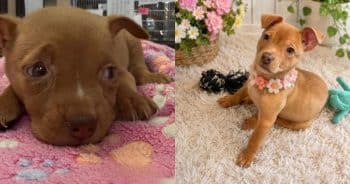 PetWireDaily — Rescuers Weren’t Sure This Tiny Puppy Would Survive — Now She’s Ready for Her Forever Home