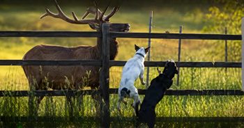 Elk and dogs playing along the fence