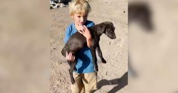 PetWireDaily — 5-Year-Old Boy Finds Abandoned Puppies and Couldn’t Walk Away