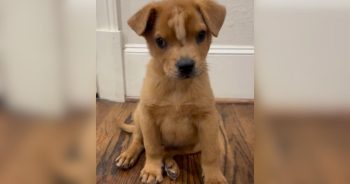 PetWireDaily — Born With A Tiny Blonde Mohawk and Skull Defect, Puppy Has No Idea She’s Perfect