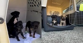 PetWireDaily — 11 Starving Puppies Rescued From Backyard Breeder, On the Road To Recovery