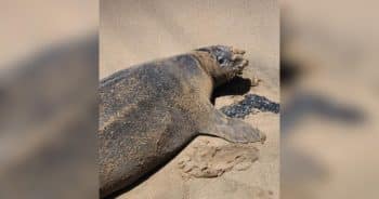 PetWireDaily — Hawaii Locals Furious After Tourist Attacks Endangered Monk Seal