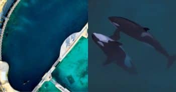 PetWireDaily — These Orcas Have Been Alone in an Abandoned Park for 16 Months