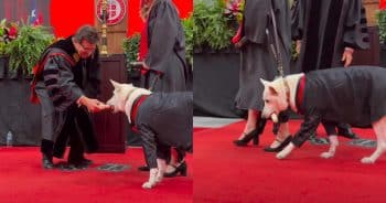 PetWireDaily — Service Dog Gets Her Own “Dogploma” at Graduation Ceremony