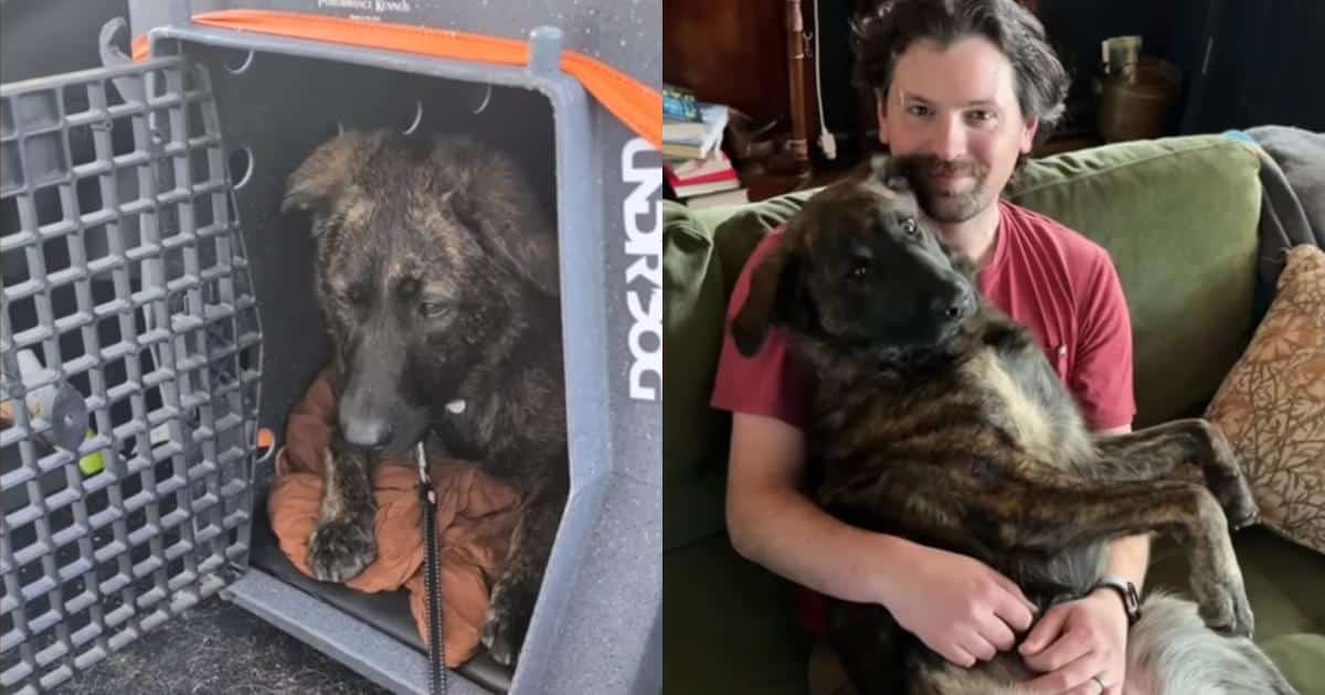 Rescue Dog Went From Unwanted Puppy to Total Daddy’s Girl