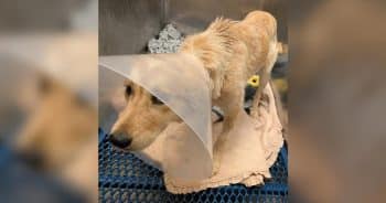 PetWireDaily — Someone Threw This Dog From a Truck, Now She Needs Justice