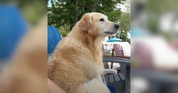 PetWireDaily — Golden Retriever Channels Full ‘Grumpy Old Man’ Energy