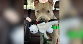 PetWireDaily — Pittie on Euthanasia List Gets Second Chance Thanks to Celebrity