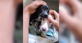 PetWireDaily — Neglected Rescue Puppies Experience Their First Warm Bath and Melt Hearts