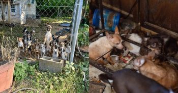 PetWireDaily — Massive Rescue From Hoarding Home Gives Over 100 Chihuahuas a Fresh Start
