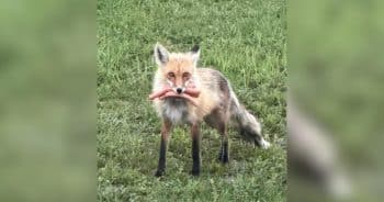 PetWireDaily — Wild Fox Attempts to “Conceal Evidence” After BBQ Theft