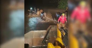 PetWireDaily — 15 Horses Escape Floodwaters Thanks to Midnight Rescue Effort