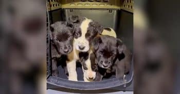 PetWireDaily — Abandoned Puppies Help Save Their Mothers Too