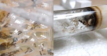 PetWireDaily — Wildlife Experts Are Warning About the Growing Pet Ant Trade