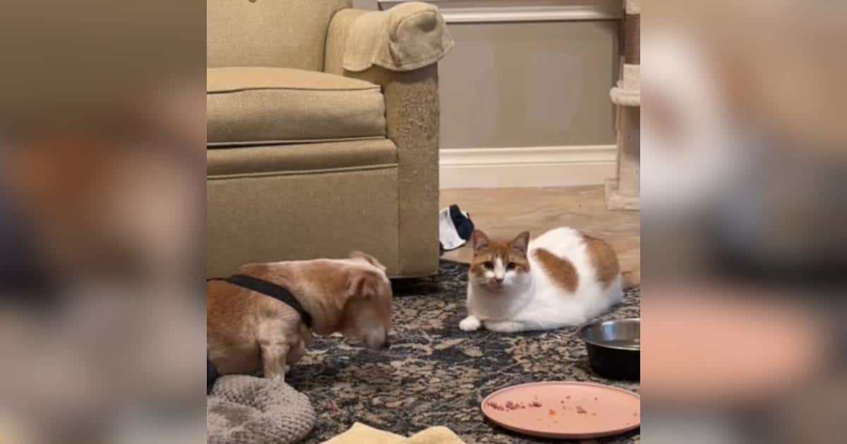 Loyal Cat Won’t Leave Senior Dachshund’s Side After He Enters Hospice