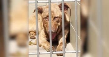 PetWireDaily — From Throwing Up Blood At The Shelter To Running Into Dad’s Arms