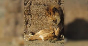 PetWireDaily — He Stayed By His Mate’s Side Until The Very End, A Lion Love Story