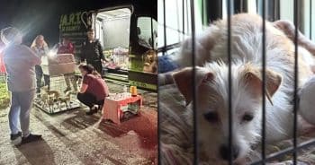 PetWireDaily — Rescuers Shocked to Find Dozens of Chihuahuas Dumped Along Florida Road