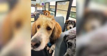 PetWireDaily — Dog Walker Turned a Bus Into the Ultimate Doggy Adventure Wagon
