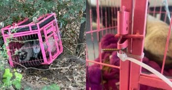 PetWireDaily — Hero Dog Sniffs Out Crate of Abandoned Cats Hidden in the Woods