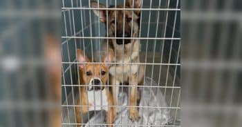 PetWireDaily — Found Near a Rail Line, These Two Dogs Never Stopped Protecting Each Other