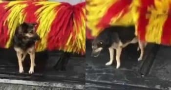 PetWireDaily — Smart Dog Learned How to Hack the Car Wash for “Free Pets”