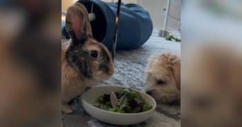PetWireDaily — Hide the Celery! Puppy Raised by Bunnies Forgot He’s Actually a Dog