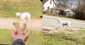 PetWireDaily — How One Rescued Pittie Helped a Terrified Dog Trust Humans Again