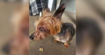 PetWireDaily — Rescued Senior Yorkie’s Tiny Body Reveals the Cruel Reality Behind “Cheap Puppies”