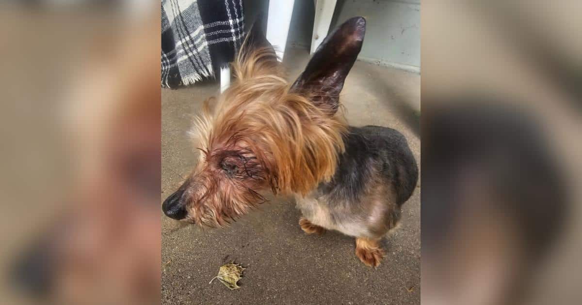 Rescued Senior Yorkie’s Tiny Body Reveals the Cruel Reality Behind “Cheap Puppies”