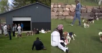 PetWireDaily — Hundreds of Beagles Begin Journey to Freedom After Rescue Deal